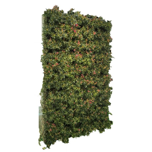 Location Murs végétaux