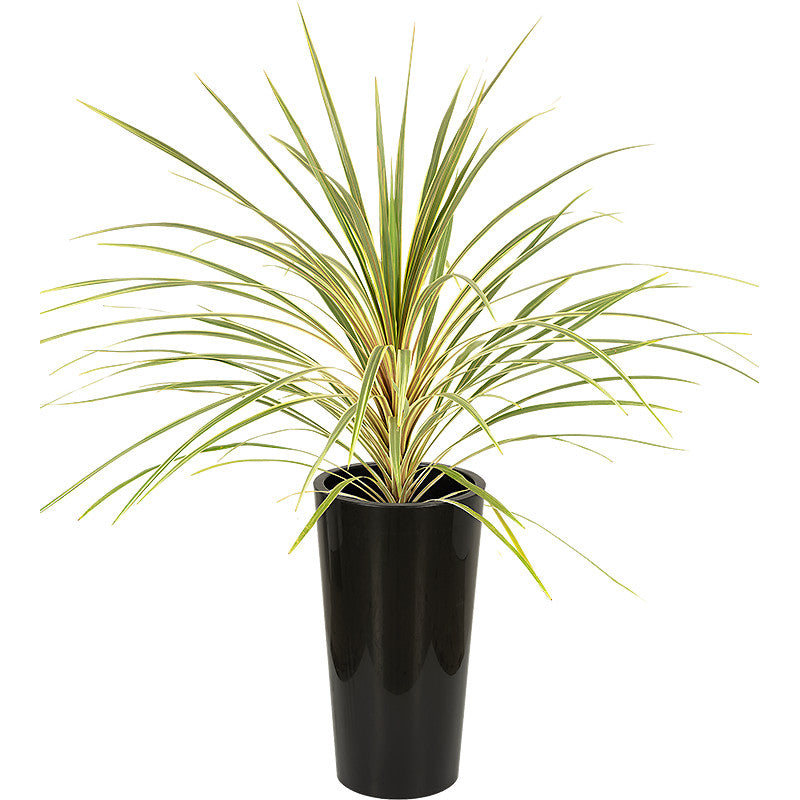 Cordyline verte 80/100cm Ht