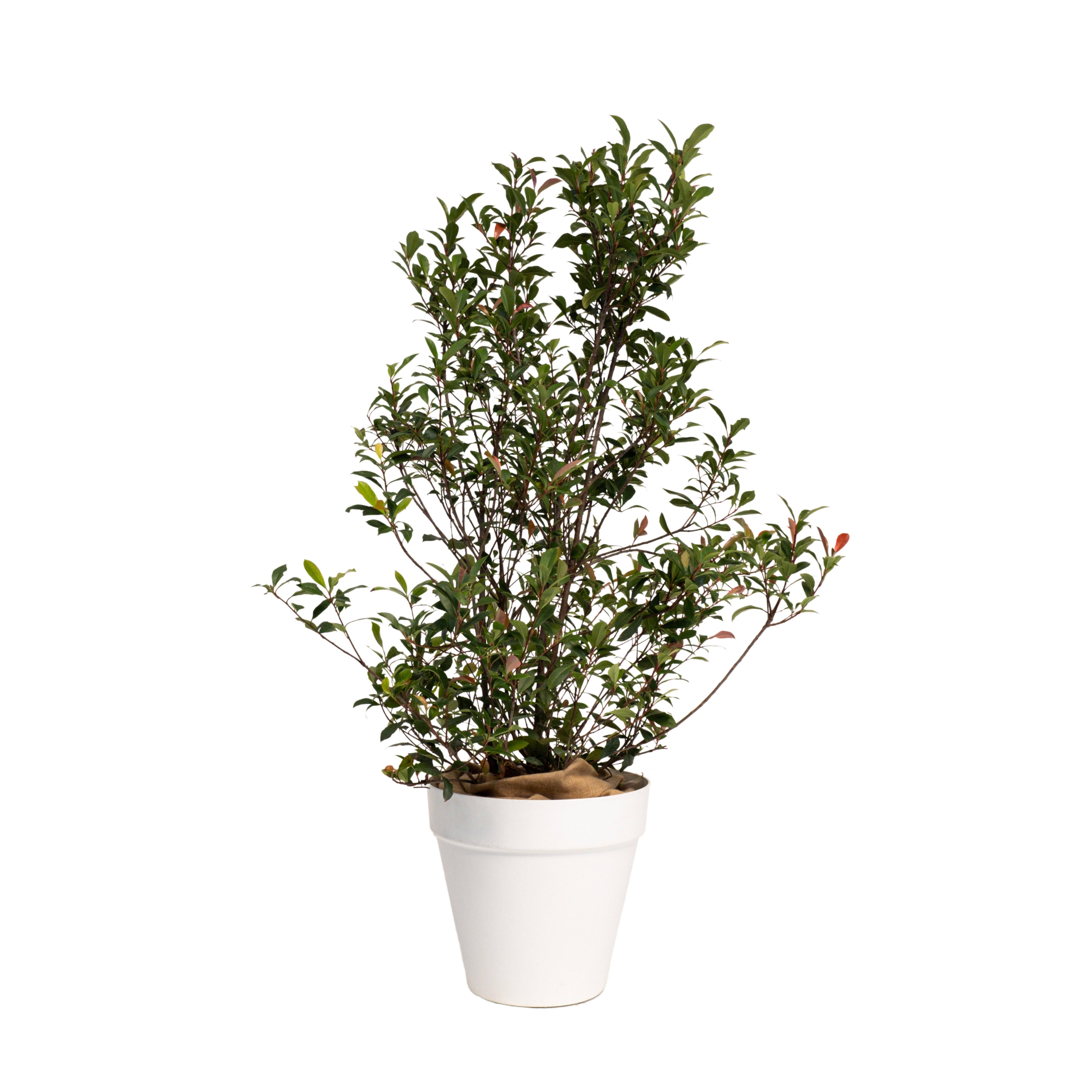 Photinia Buisson 100/150 cm Ht