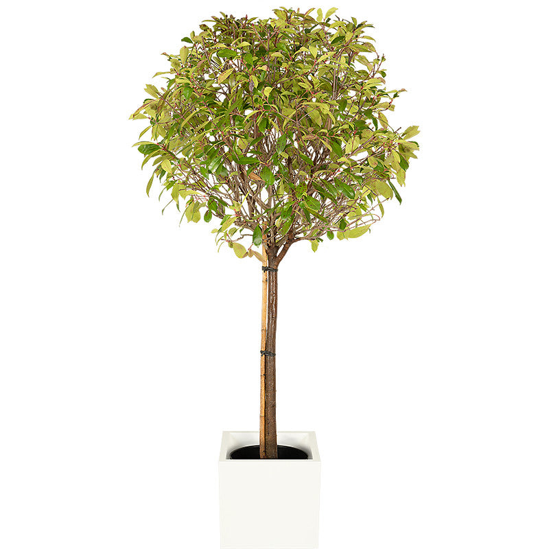 Photinia tige boule 150/175cm Ht :