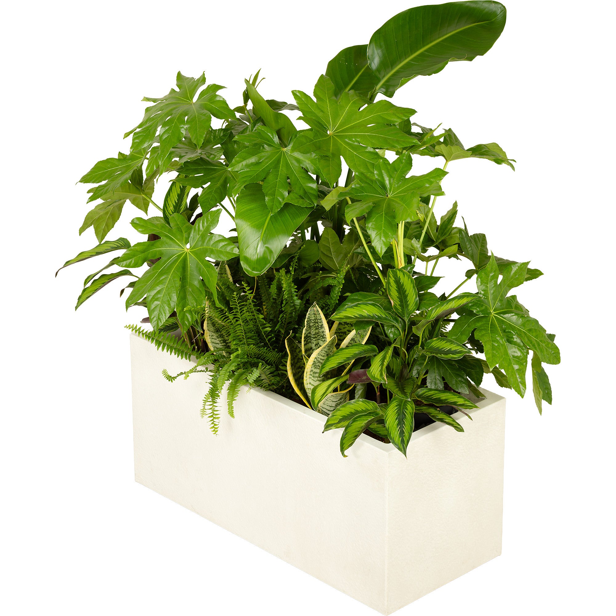 Composition plantes exotique jardinière blanche