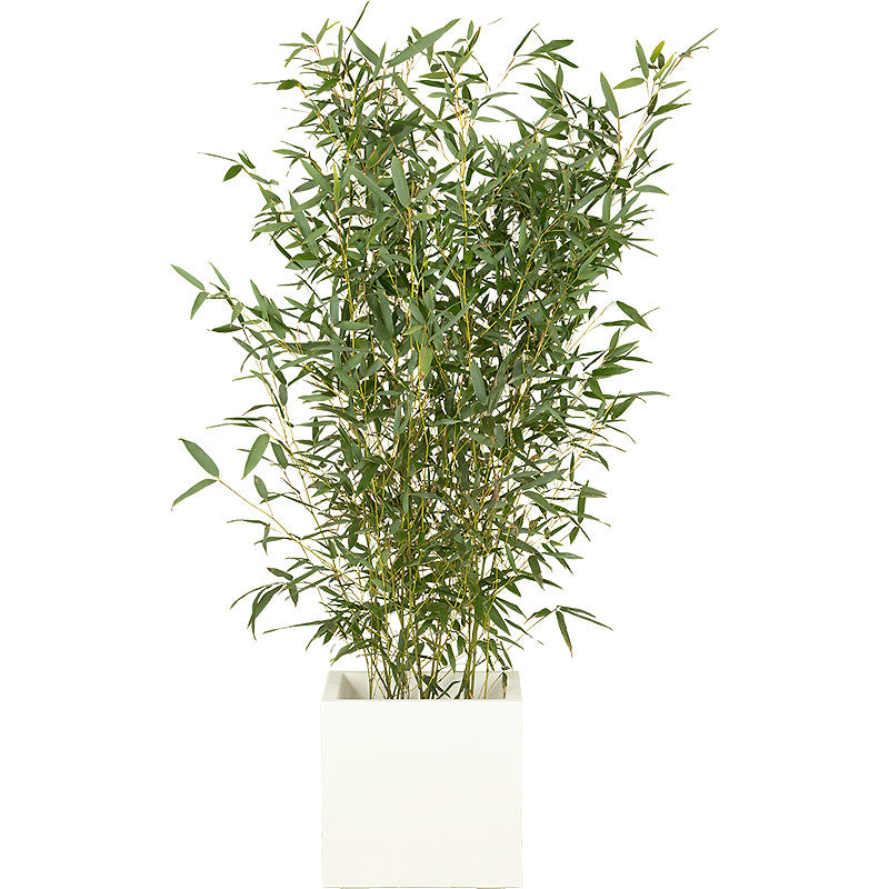 Plante bambou 100/150cm