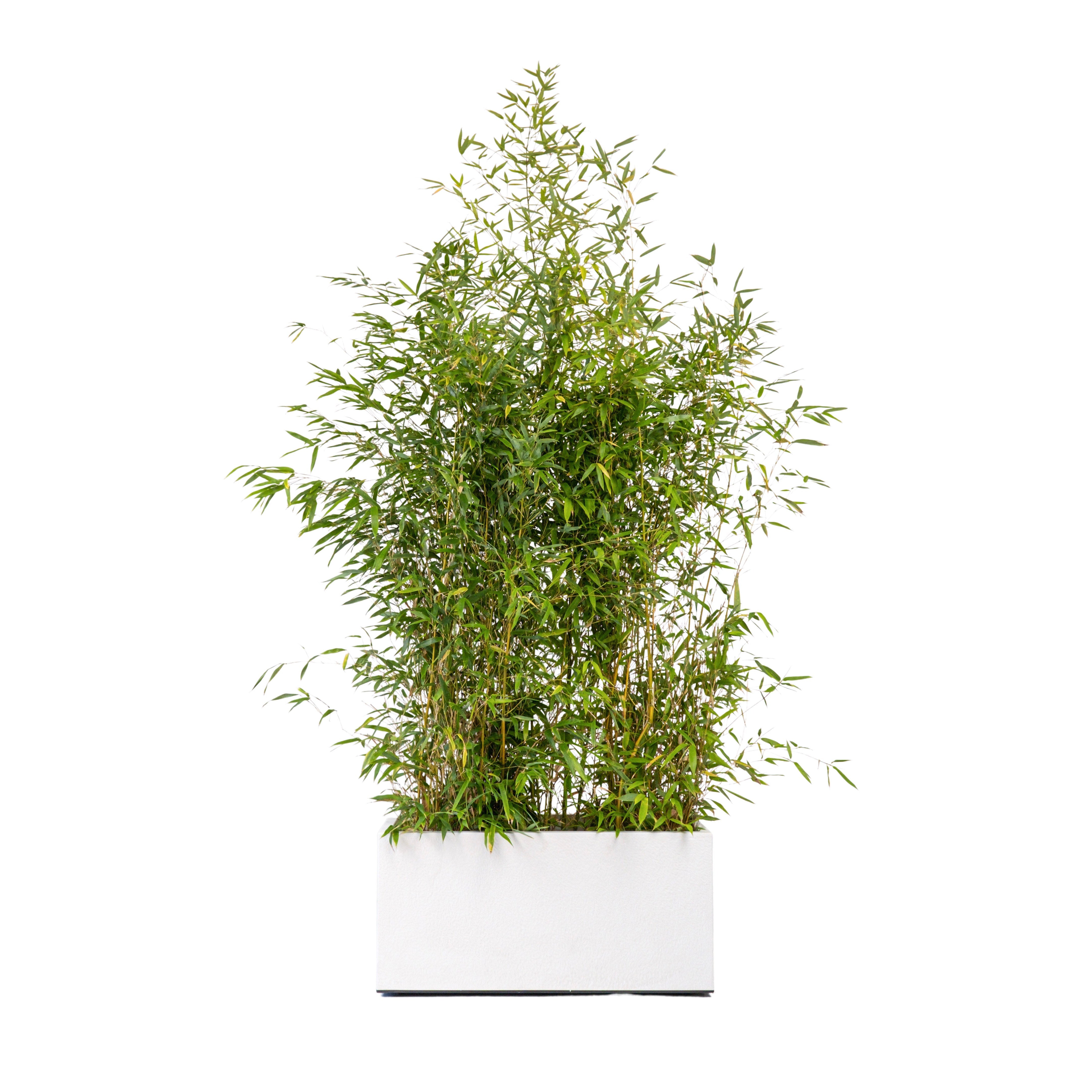 Bambou 100/150cm Ht en jardinières