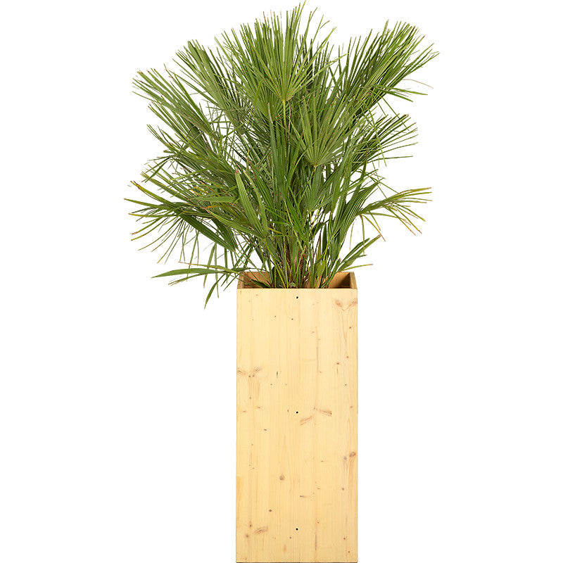 Chamaerops humilis - 100/150cm Ht