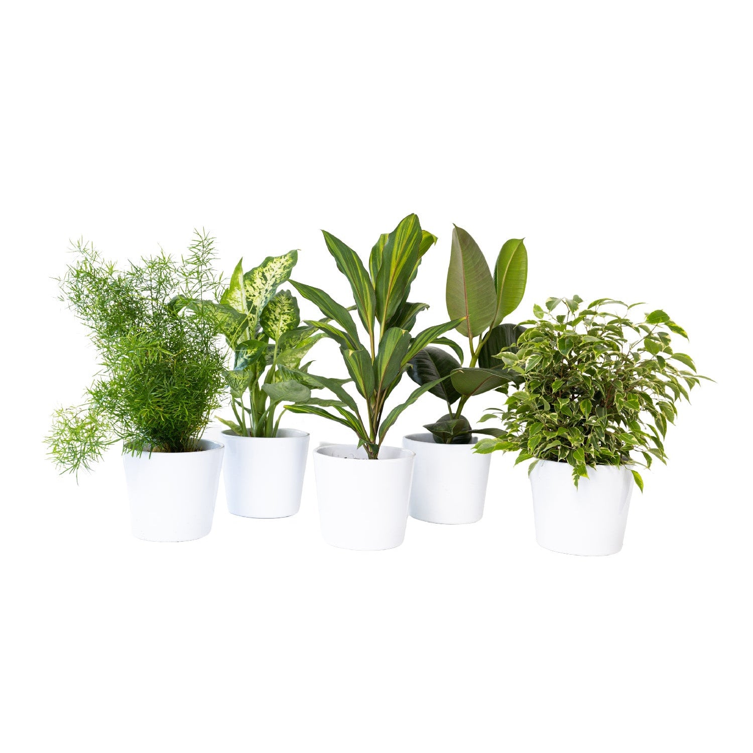 Composition plante verte Ø18 - 30/50cm ht