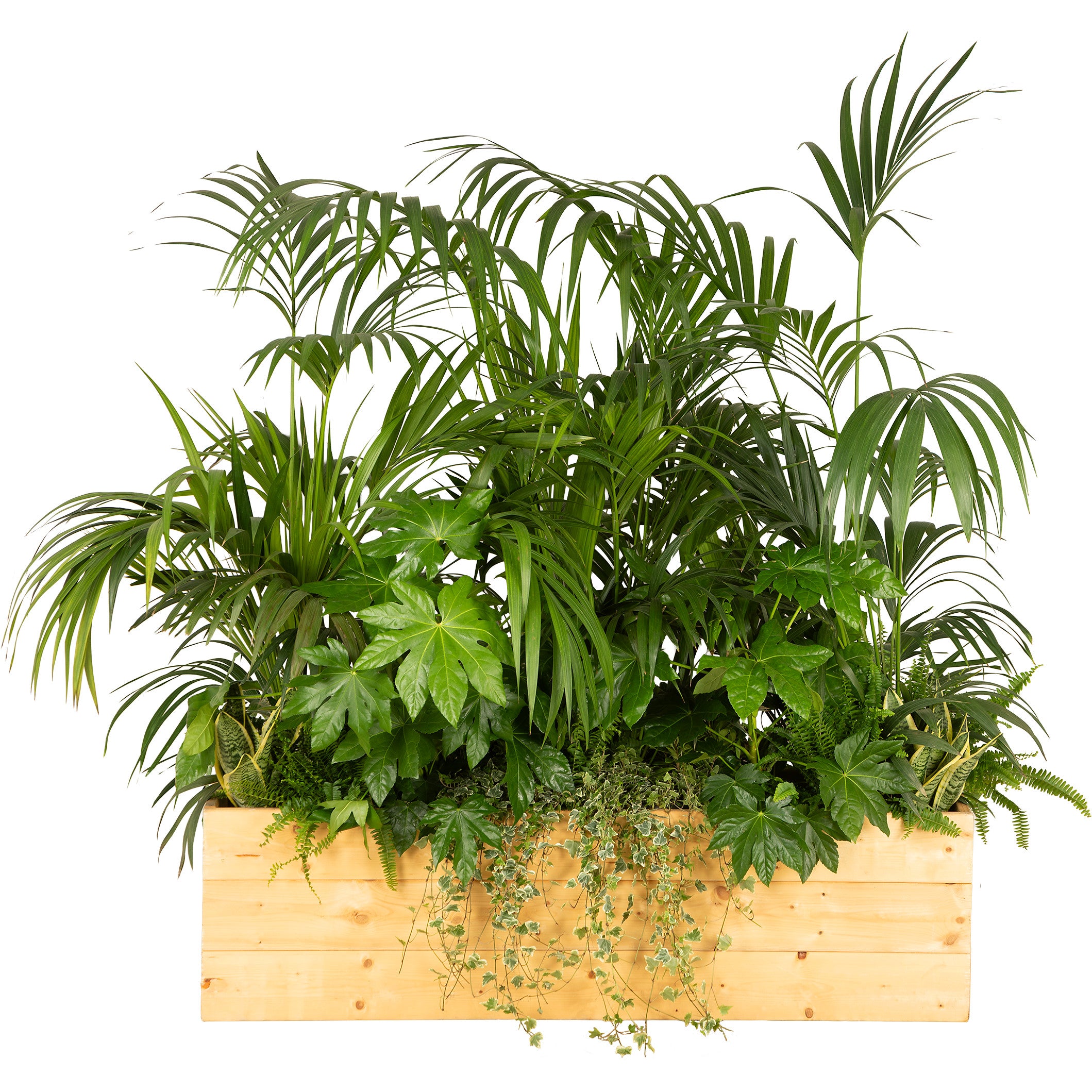 Composition plantes exotique jardinière/bois