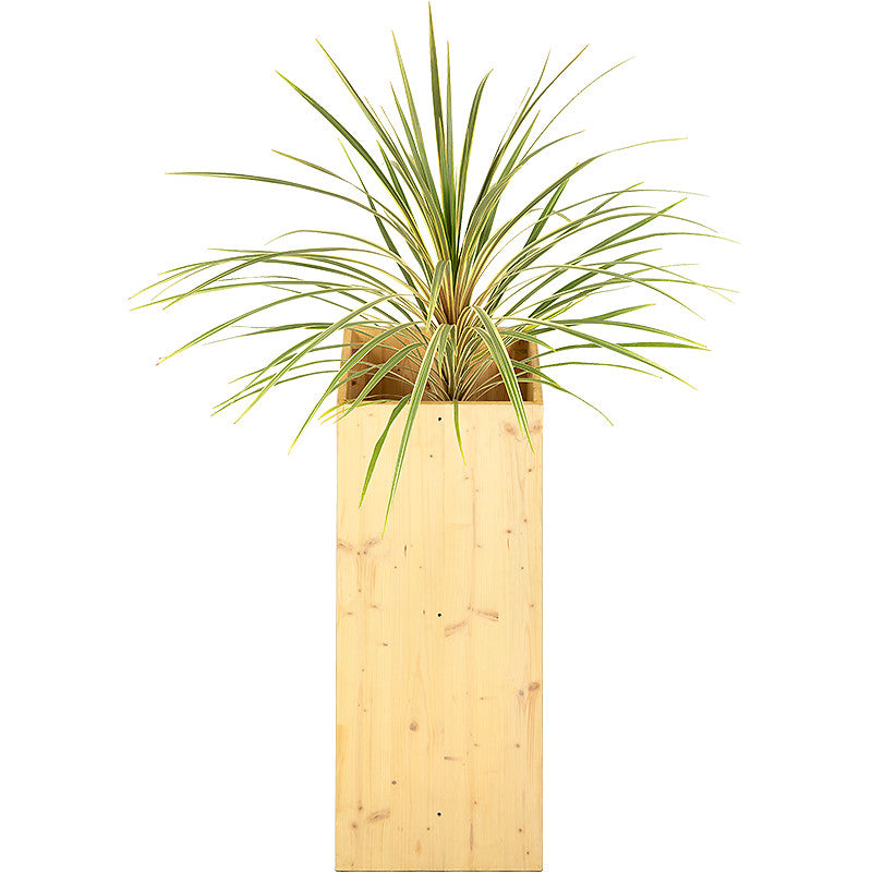 Cordyline verte 80/100cm Ht