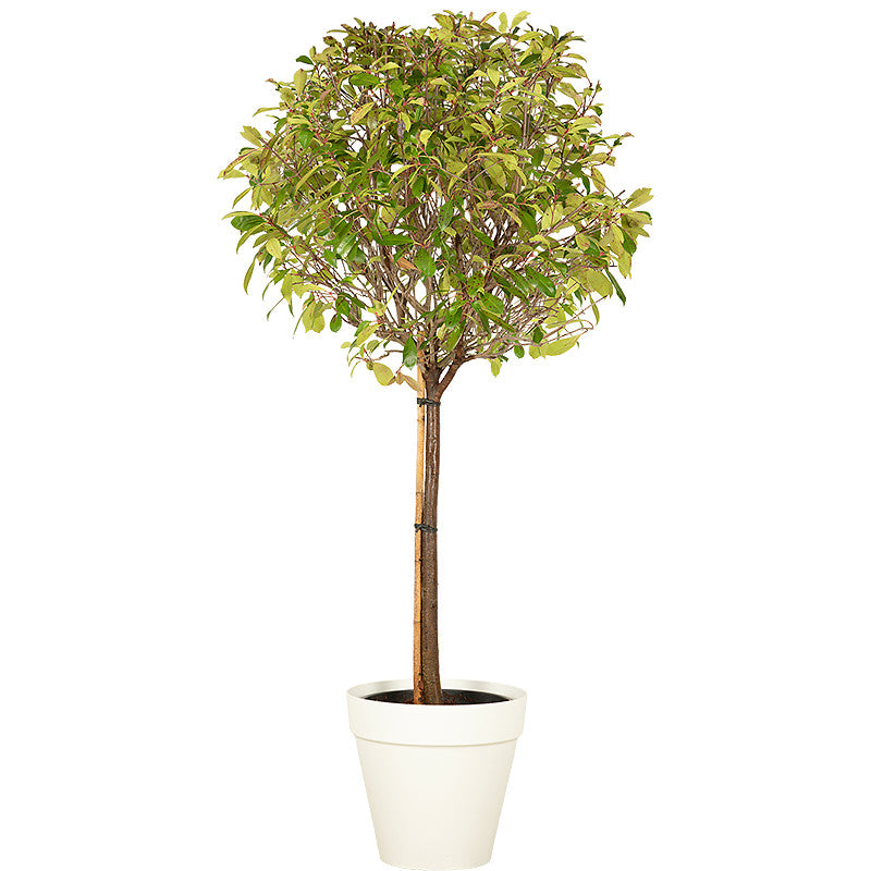 Photinia tige boule 150/175cm Ht :