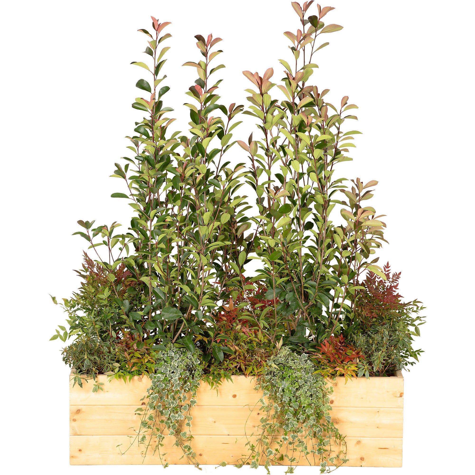 Composition plantes champêtre jardinière/bois