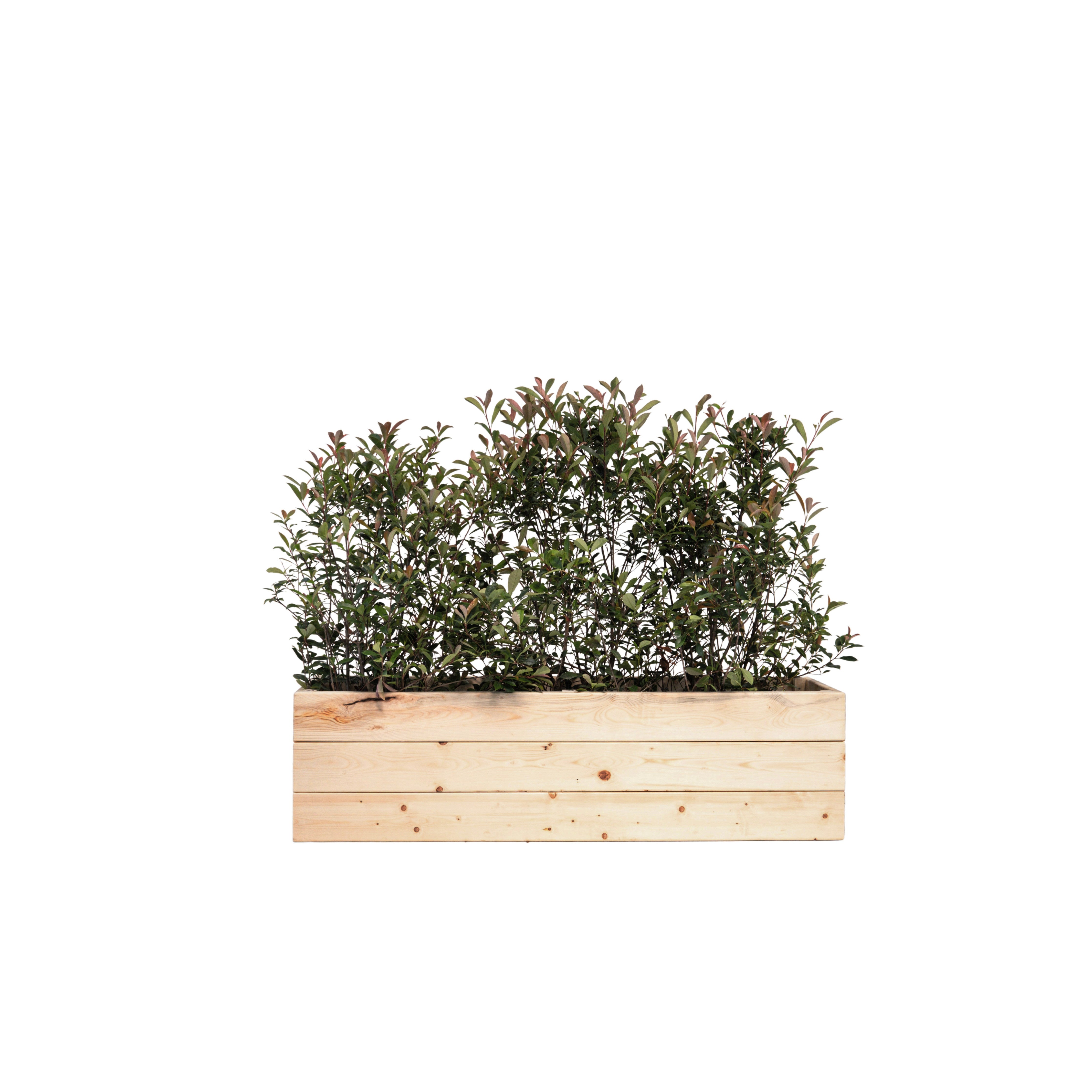 Photinia Buisson 100/150 cm Ht en jardinière
