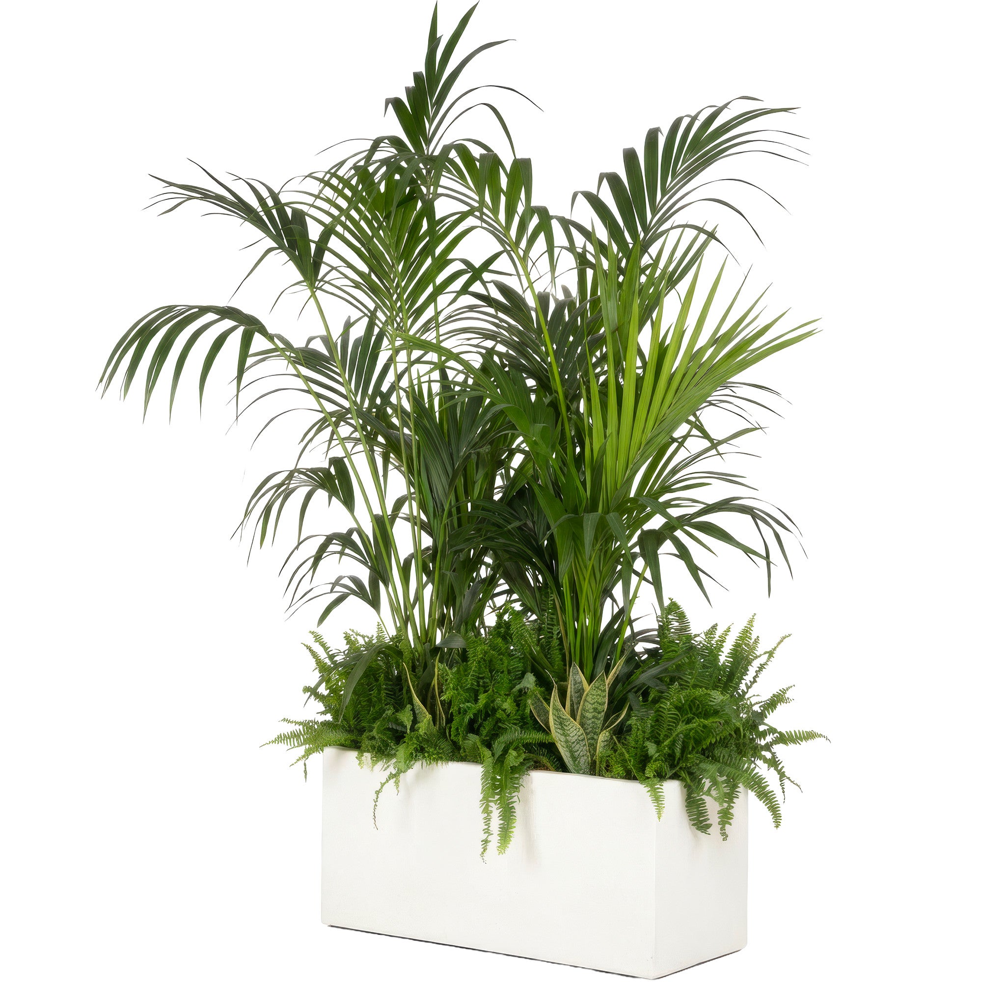 Composition plantes exotique jardinière blanche