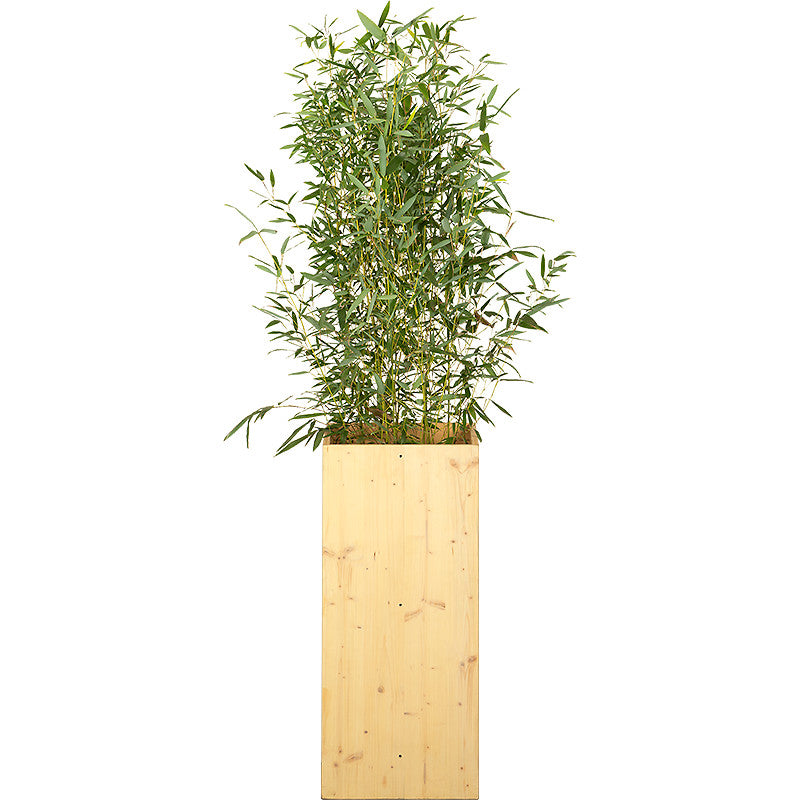 Plante bambou 100/150cm