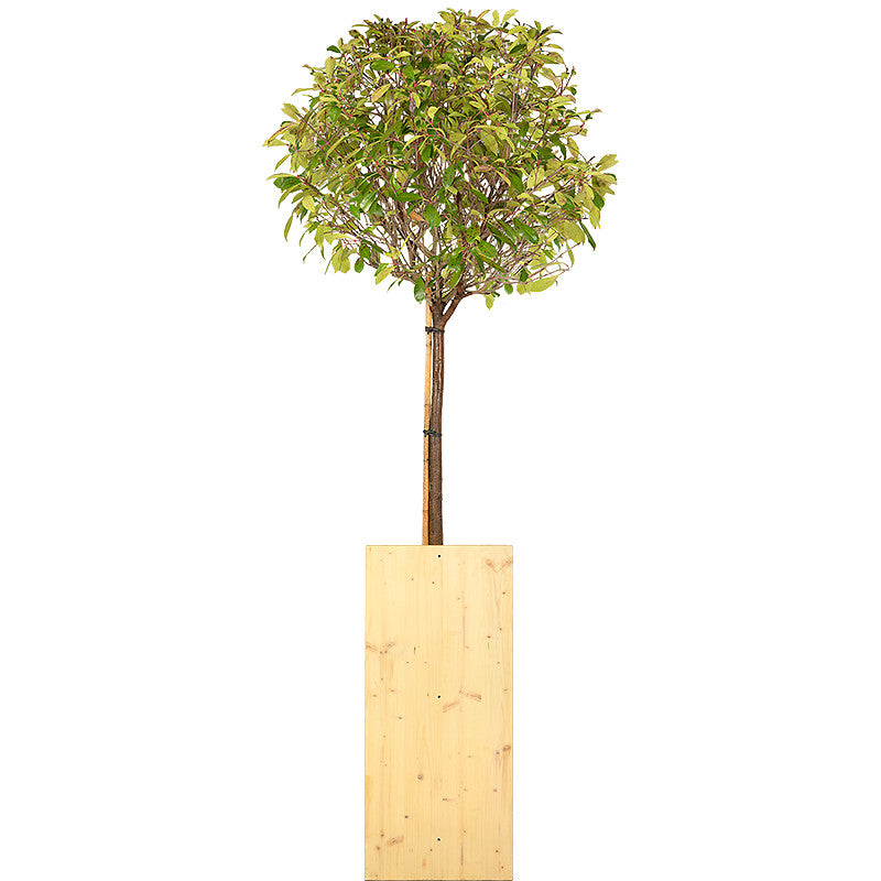 Photinia tige boule 150/175cm Ht :