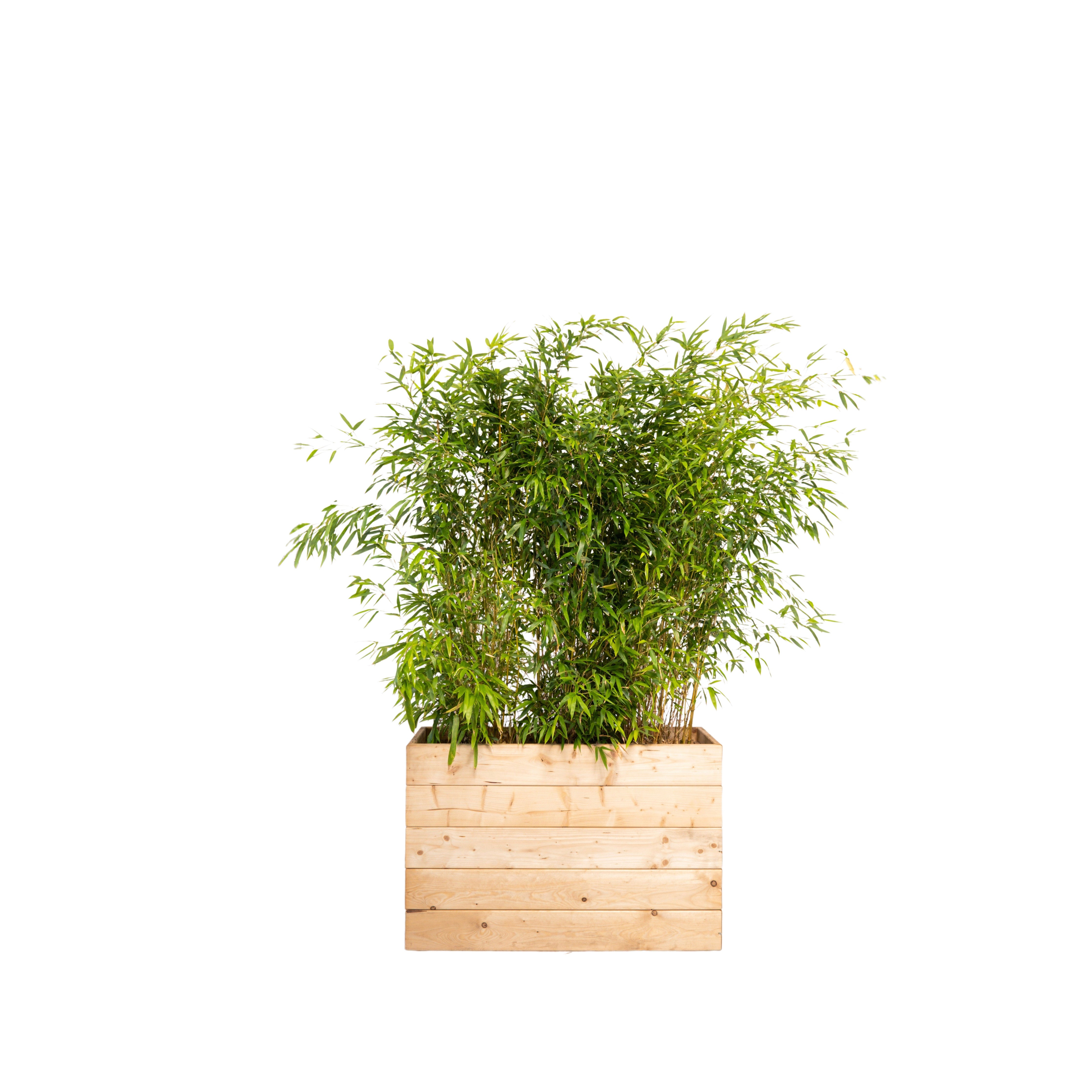 Bambou 100/150cm Ht en jardinières
