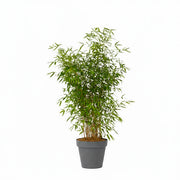 Bambou-100/150cmHt+Pot loft gris anthracite