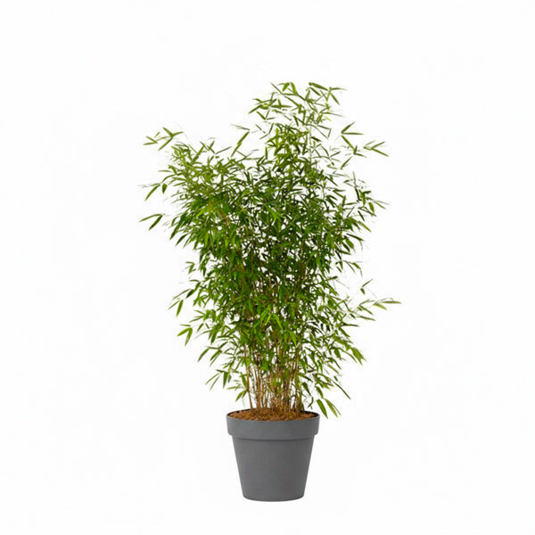 Bambou-100/150cmHt+Pot loft gris anthracite