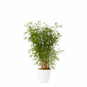 Plante bambou 100/150cm