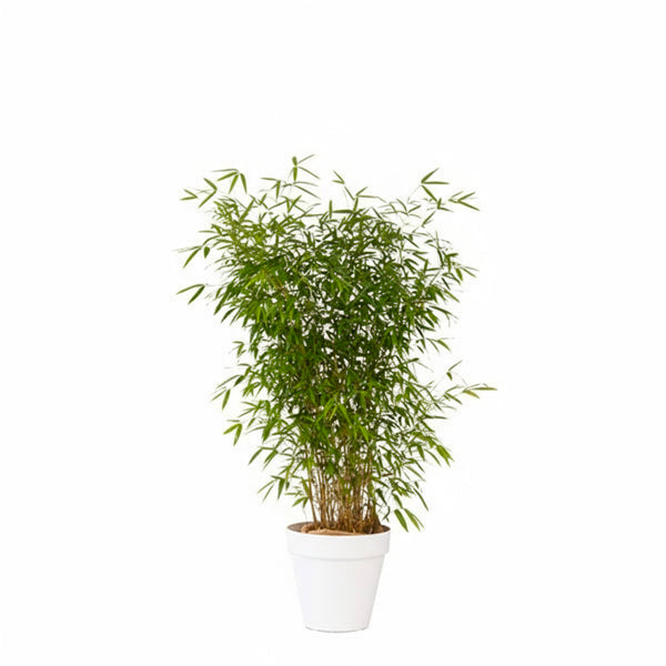 Plante bambou 100/150cm