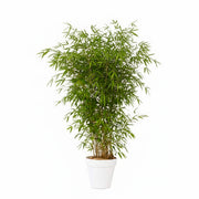 Plante bambou 175/200cm Ht