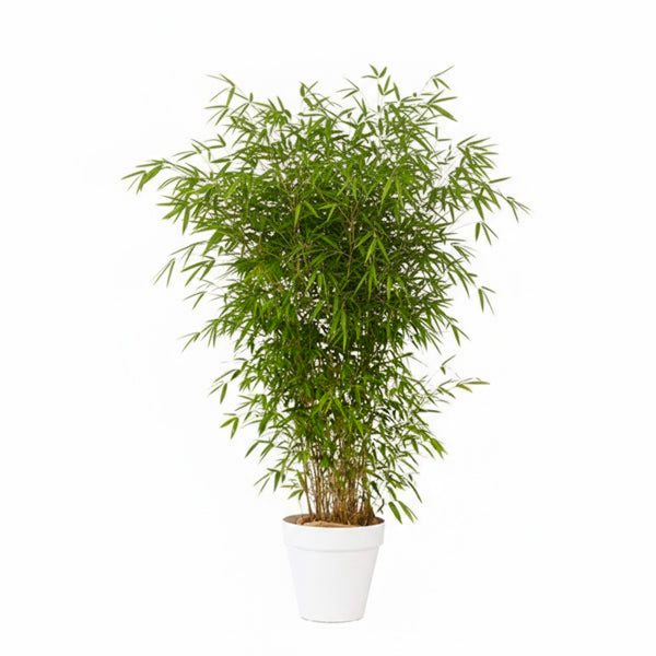 Plante bambou 175/200cm Ht
