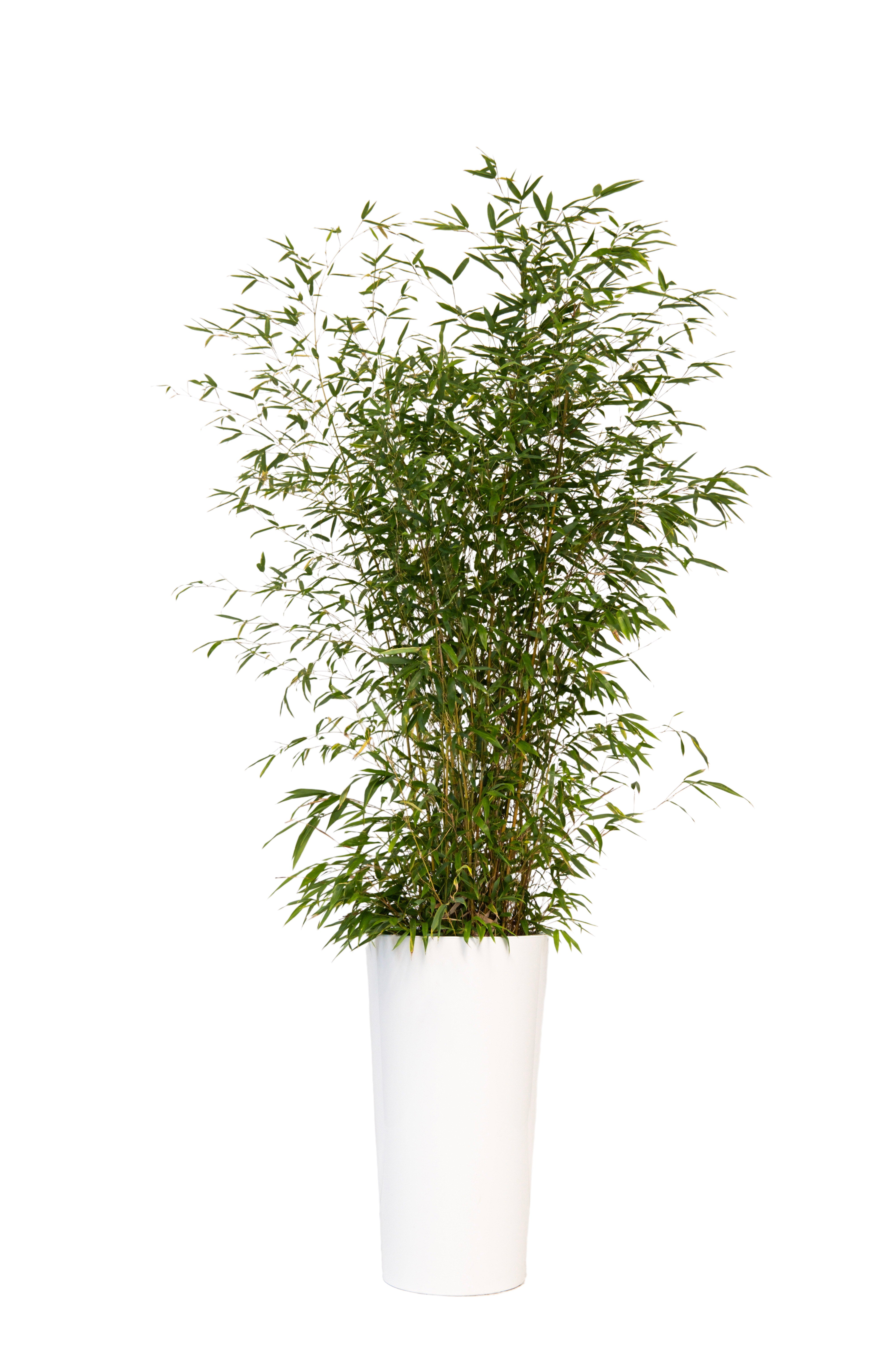 Plante bambou 175/200cm Ht