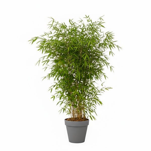 Plante bambou 175/200cm Ht