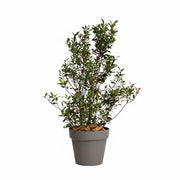 Photinia Buisson 100/150 cm Ht