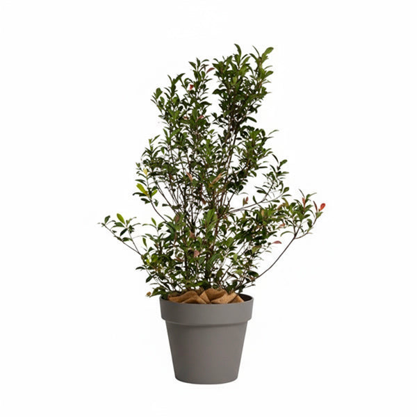 Photinia Buisson 100/150 cm Ht