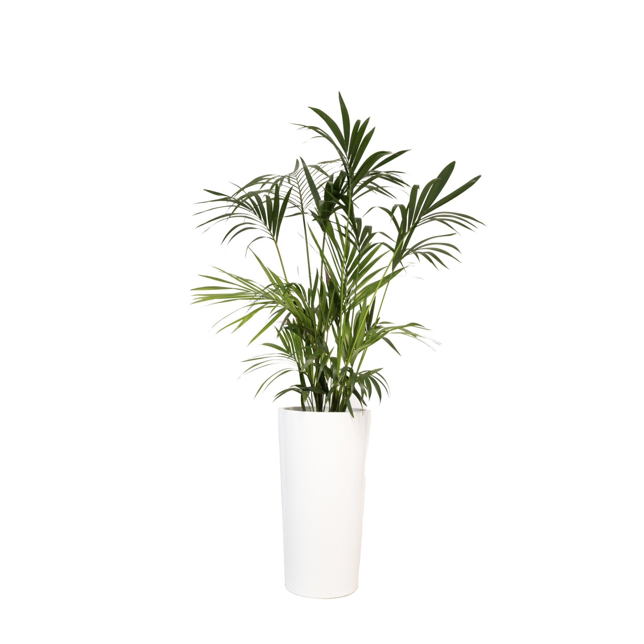 Kentia 150/175cm Ht