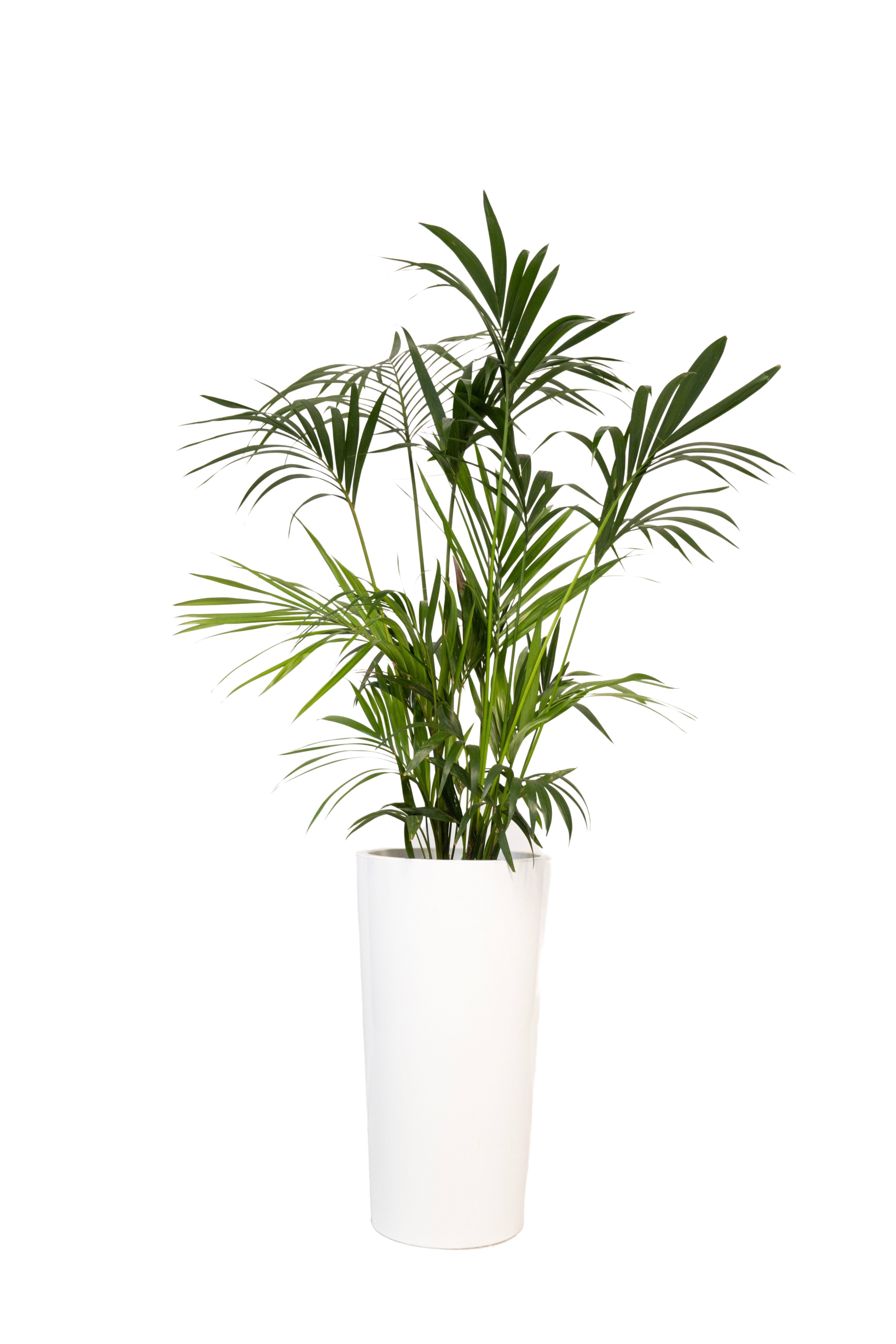 Kentia 150/175cm Ht
