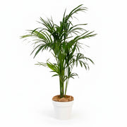 Kentia 150/175cm Ht