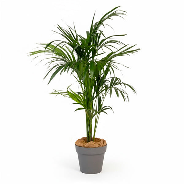 Kentia 150/175cm Ht