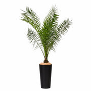 Canariensis - 150cm Ht