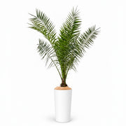 Canariensis - 150cm Ht