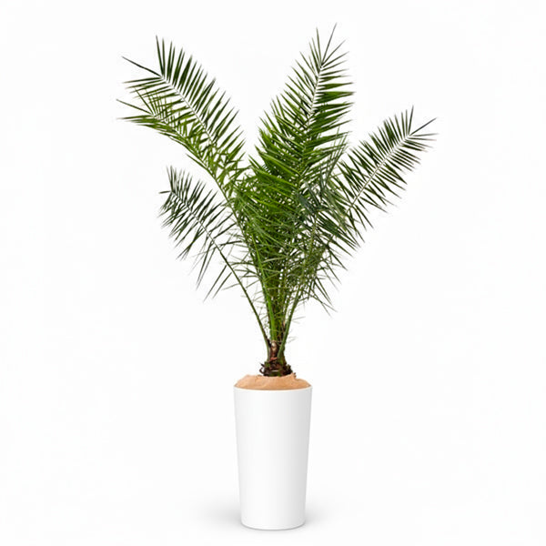 Canariensis - 150cm Ht