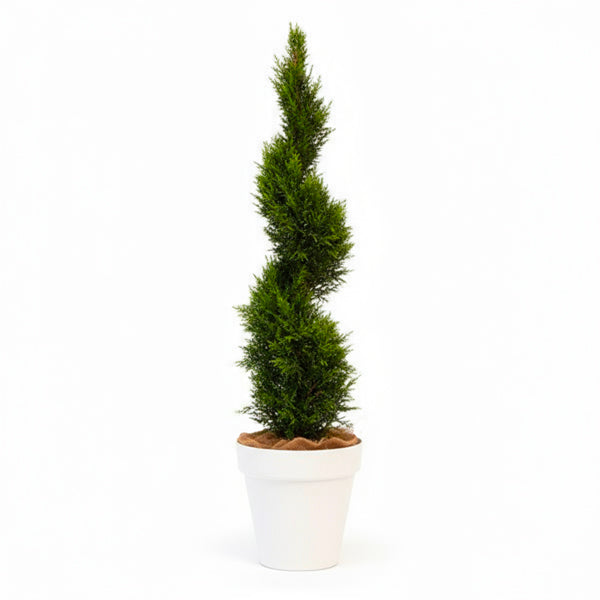 Cupressus Spirale - 150cm Ht