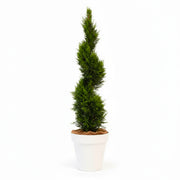 Cupressus Spirale - 150cm Ht
