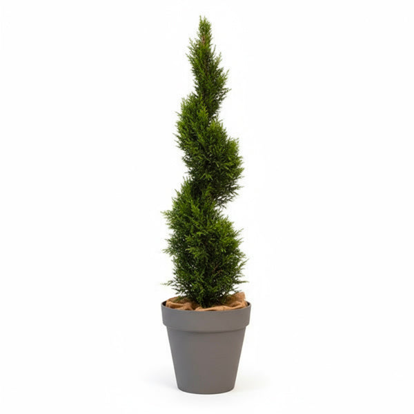 Cupressus Spirale - 150cm Ht