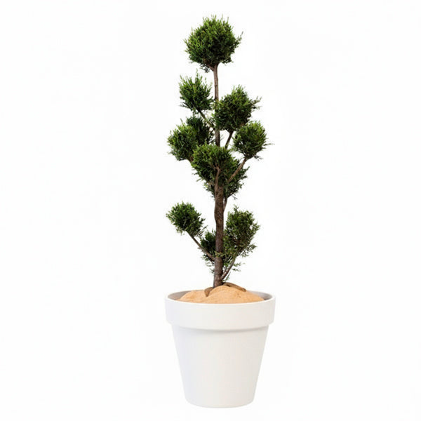 Cupressus Multiboule - 150cm Ht