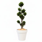 Cupressus Multi-ball - 150cm H