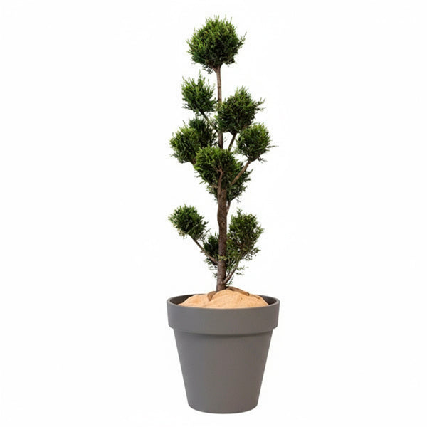 Cupressus Multiboule - 150cm Ht