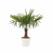 Chamaerops  excelsa - 150cm Ht