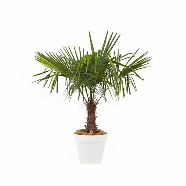 Chamaerops  excelsa - 150cm Ht