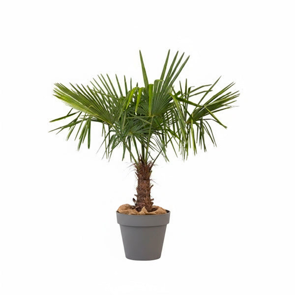 Chamaerops  excelsa - 150cm Ht