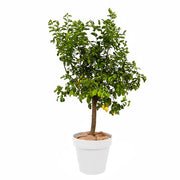 Fruitier sur Tige 175cm Ht