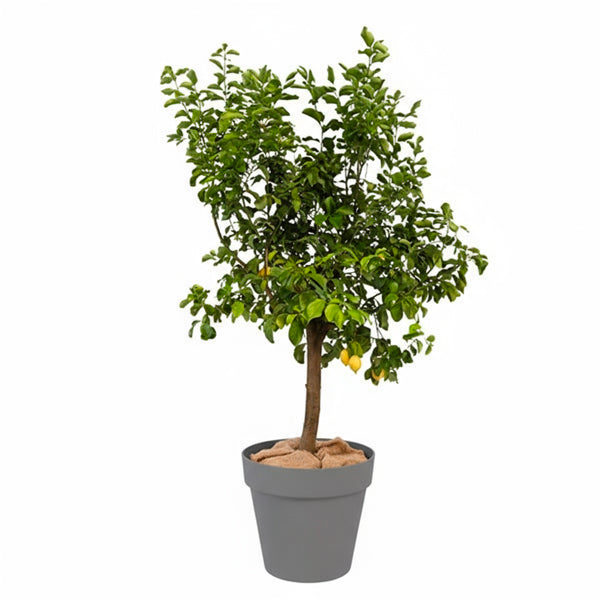 Fruitier sur Tige 175cm Ht