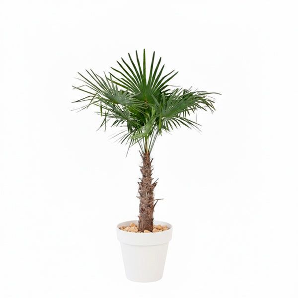 Chamaerops excelsa 200/250cm Ht