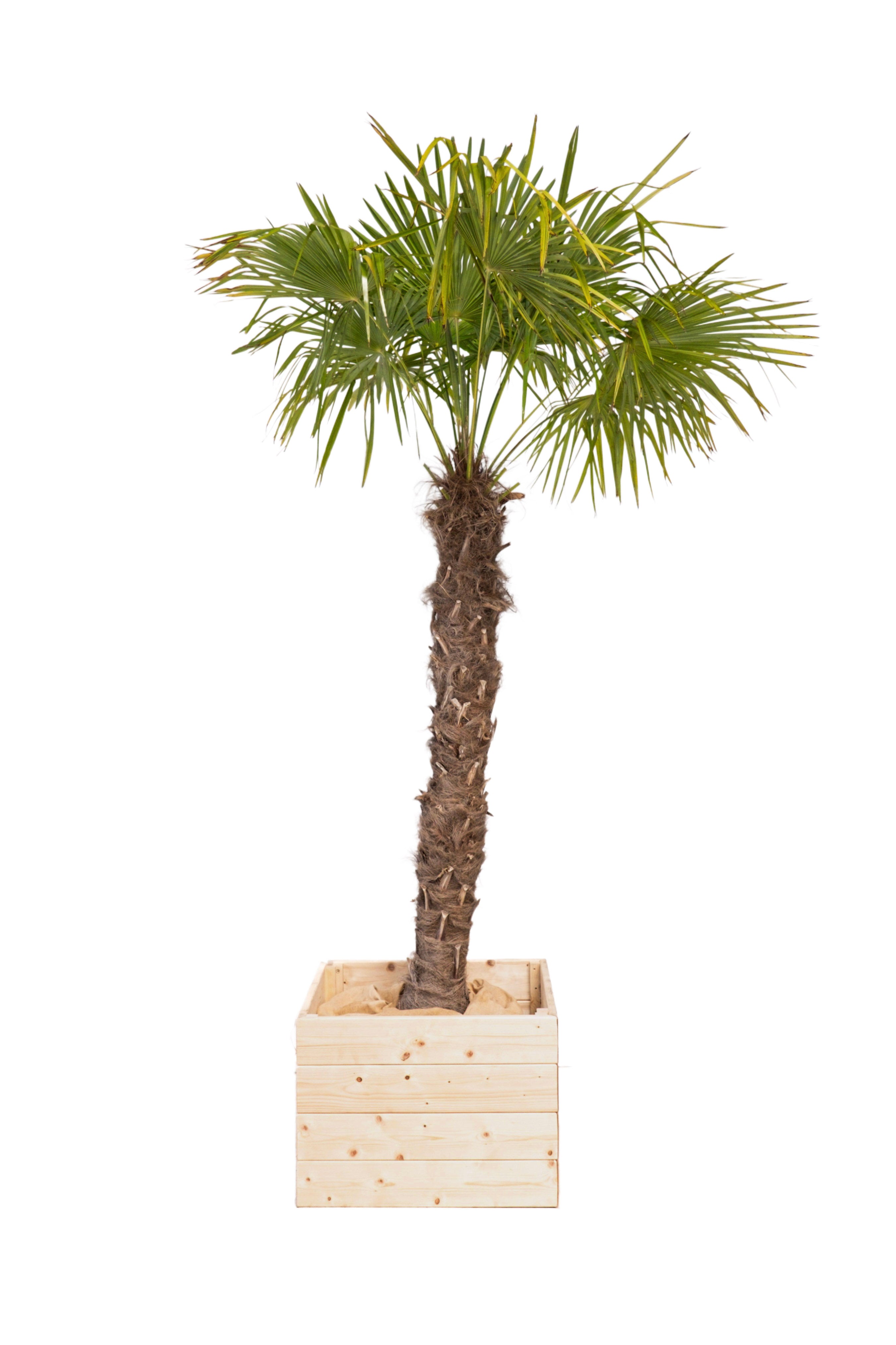 Chamaerops excelsa 200/250cm Ht