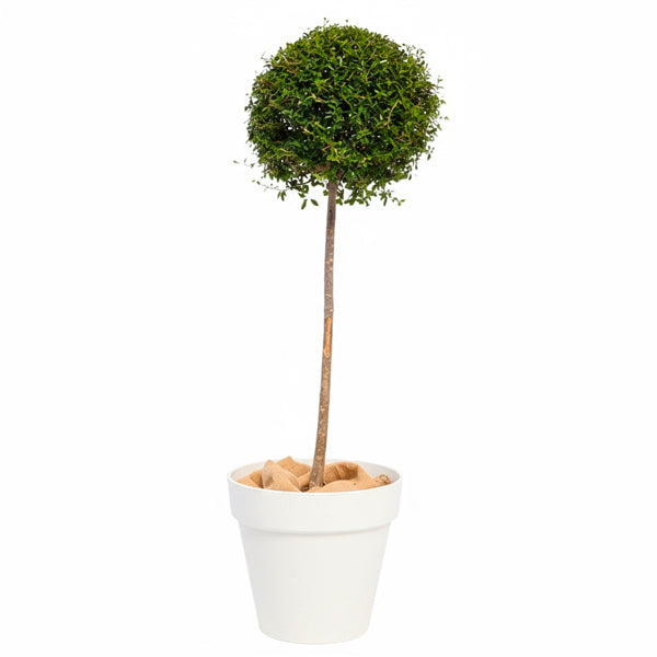 Ligustrum Tige boule 150cm Ht