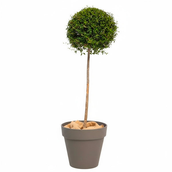 Ligustrum Tige boule 150cm Ht
